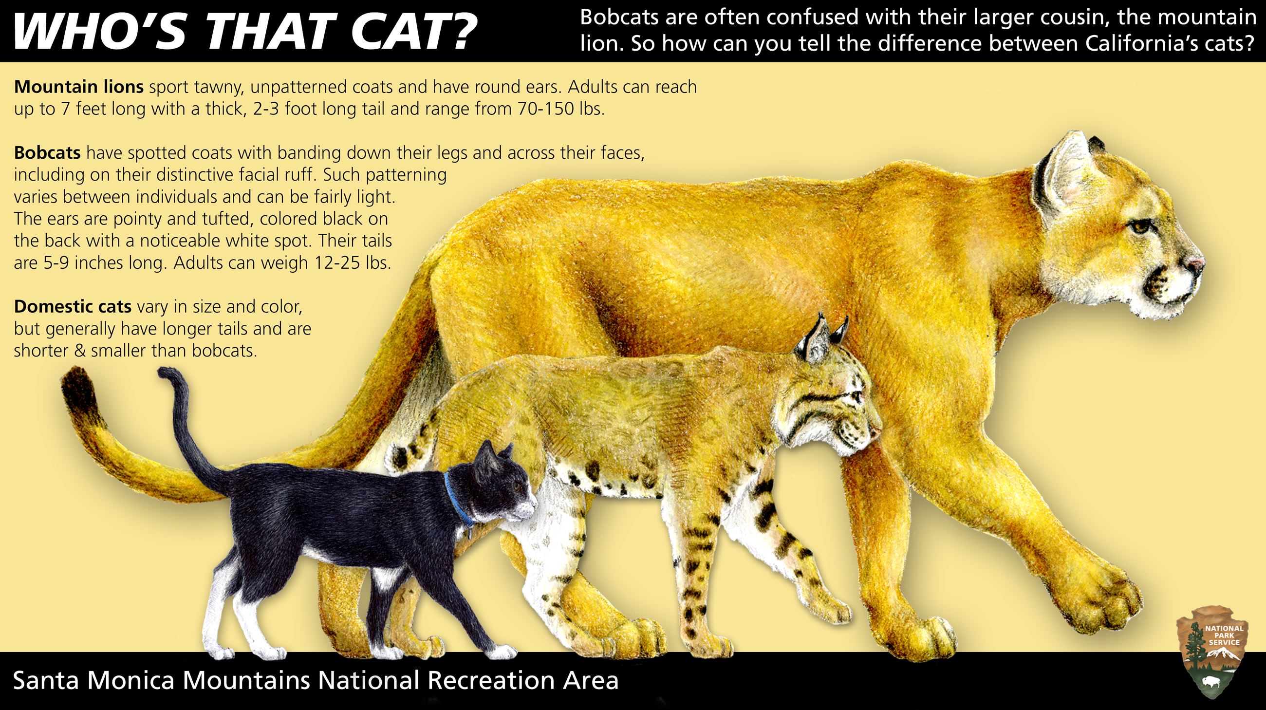 Mtn Lion-Bobcat-House Cat Comparison